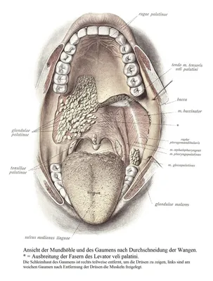 Анатомия полости рта. Губы. Слизистая оболочка рта. Дно полости рта. |  ВКонтакте