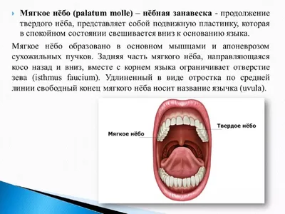 Врач рассказал, что может помочь избавиться от храпа | НОВЫЕ ИЗВЕСТИЯ | Дзен