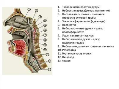 Полость рта — Cavum oris - Голова - Хірургічна анатомія російською мовою  (ru) - Цікава інформація медичної спрямованості - Анатомія людини