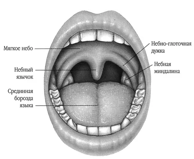 Внутренние органы - online presentation