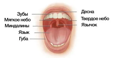 Анатомия полости носа, глотки и гортани: эндоскопическая картина - e-Anatomy