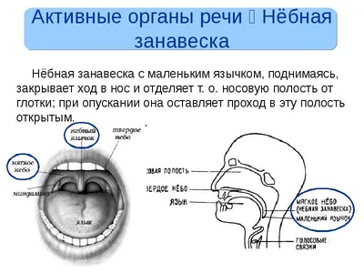 Аденоиды, отит - фотоальбом пользователя oliss