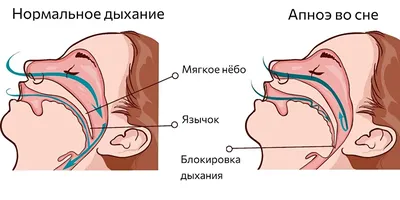 Сапин М.Р., Никитюк Д.Б., Клочкова С.В. \"Анатомия человека. Учебник\" в 3 кн.