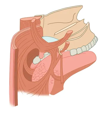 Мягкое небо; небная занавеска - e-Anatomy - IMAIOS