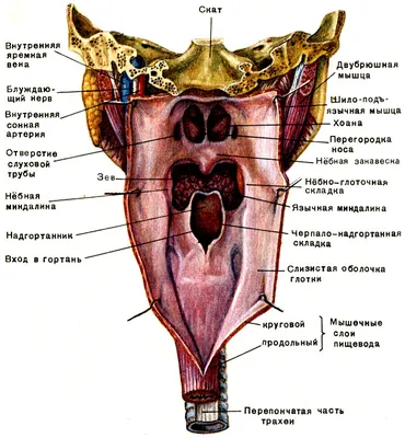 Речевой аппарат рисунок человека - 63 фото