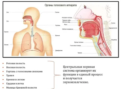 Говорите, говорите: Скороговорки, которые улучшат вашу речь Омега-Л  177188899 купить за 666 ₽ в интернет-магазине Wildberries