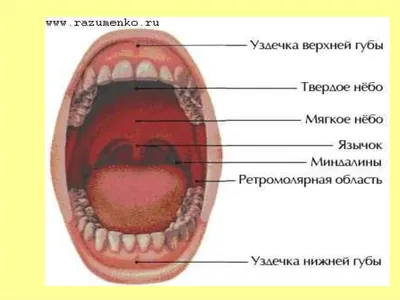 Анатомия и физиология пищеварительной системы - online presentation