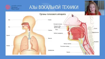 Правильная артикуляция звуков. Согласные звуки - презентация онлайн