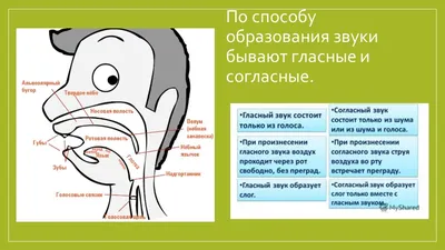 Латеральная стенка полости носа - по атласу анатомии