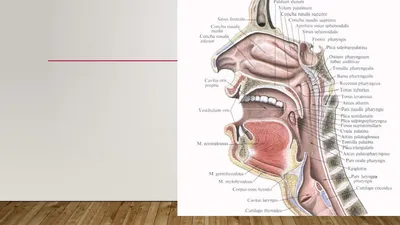 Постановка сонорных звуков Л и Р: этапы постановки, упражнения. Блог  Лого-Эксперт