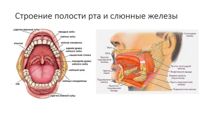 Вокальная техника. Физиология и практика. Преподаватель Наталья Фаустова. -  YouTube