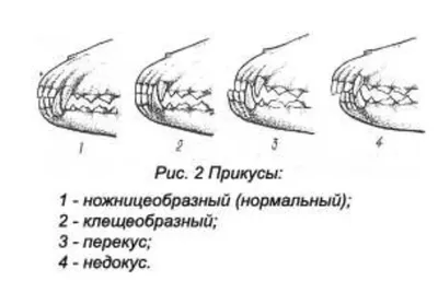Правильный и неправильный прикус у собак и его исправление