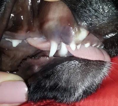 Аляскинский маламут: особенности 🐕 породы, плюсы и минусы, фото