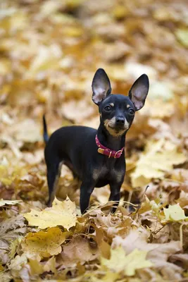 Пропала собака Рики, вознаграждение 10 тыс.! | Pet911.ru