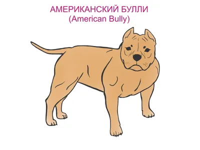 Исправление прикуса или Зачем собаке красивые зубы?