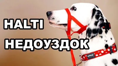 Недоуздок(халти)с шипами TESLA COLLAR для собак \"S\" с фиолетовым подкладом  - купить с доставкой по выгодным ценам в интернет-магазине OZON (1061455499)