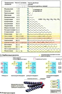 бледные розовые бэйдж нейтральные цветные маленькие лилаковые цветы для  свадебного приглашения или элегантные обои Стоковое Фото - изображение  насчитывающей сирень, природа: 249244706