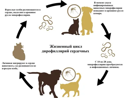 Дирофиляриоз собак и кошек. Дирофиляриоз – трансмиссивное заболевание,  вызываемое гельминтами (нематодами), относящимися к… | Instagram