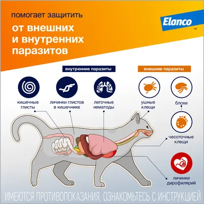 Дронтал плюс Elanco, таблетки от гельминтов и простейших со вкусом мяса для  собак, 2 таблетки. Фебантел. - купить с доставкой по выгодным ценам в  интернет-магазине OZON (1312659441)