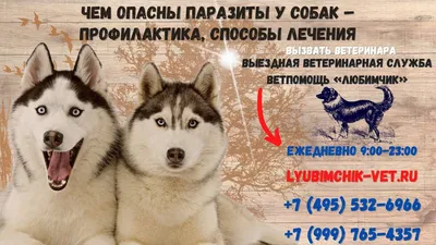 Мильпро дог для щенков и мелких собак 0,5-10 кг, упаковка 4 таблетки купить  недорого