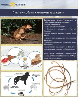 Адвокат капли для собак 10-25 кг, 1 пипетка. ПРОТИВОПАРАЗИТАРНЫЕ.  ВЕТПРЕПАРАТЫ. Ветеринарная аптека «ЗооФарм»