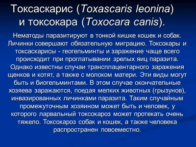Капли от блох клещей нематод и дирофилярий МегаСтоп 4 пипеток по 1 мл для  собак до 10 кг Природа ‣ Цена 217 грн ‣ Купить в интернет-магазине Каста ‣  Киев, Одесса, Харьков ‣ Доставка по всей Украине!(#257034150)