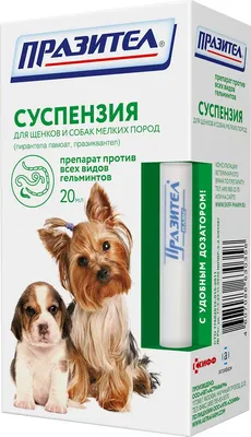 Глисты у собак | Виды, симптомы и лечение