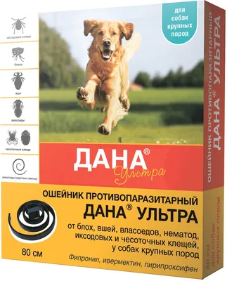 Как понять, что у собаки глисты: симптомы, лечение, профилактика -  Зоомагазин MasterZoo