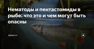 Нематоды и пентастомиды в рыбе: что это и чем могут быть опасны | fish2o |  производитель премиум лосося | Дзен