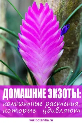 Самые необычные комнатные растения | Garden-Zoo.ru | Дзен