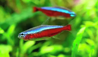 Купить Неон красный Paracheirodon innesi - Danio.com.ua