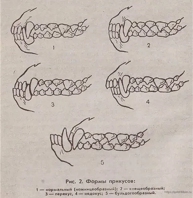 Молочные зубы у щенков - когда у щенков меняются зубы, сколько молочных  зубов у щенков | Pet-Yes