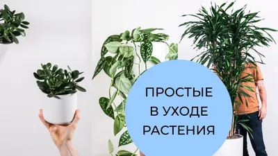 Ленивый цветовод: 8 неприхотливых комнатных растений