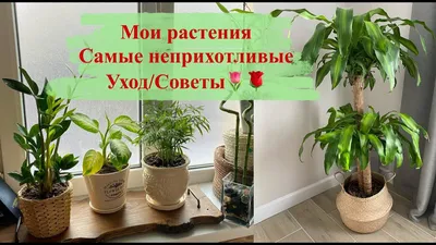 Домашние растения, не требующие ухода: неприхотливые зеленые \"питомцы\"