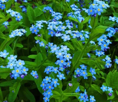 Незабудка азиатская (Myosotis asiatica) - PictureThis