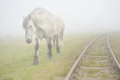 Фотографии Нью-Форест-пони: Выбирайте нужный размер