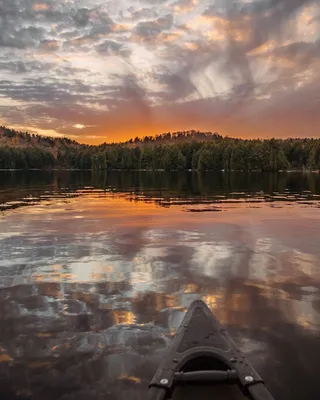 Фото Нью-Форест-пони: Отличное качество изображений