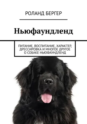 Ньюфаундленд — MyPets.kg