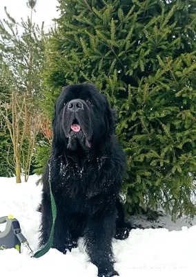 Ньюфаундленд: описание породы, 🐕 характер, содержание собаки, фото