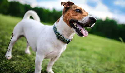 Породы собак: фото, названия и описание — ProPlan.ru