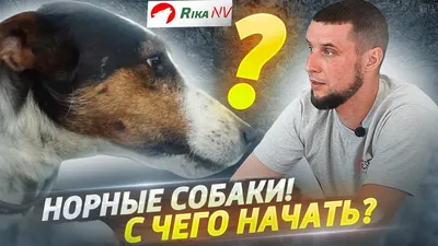 Лучшие охотничьи породы собак: названия, фото, описание, отзывы кинологов