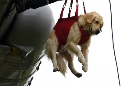 Охотничьи породы собак 🐕 для городских собаководов - Гульдог