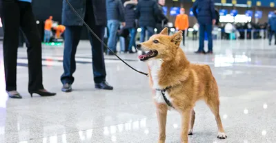 Шалайка: порода собак, которая никогда не привязывается к людям -  Рамблер/новости