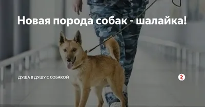 Новая порода собак - шалайка! | talkingdogs.ru | Дзен