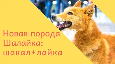 Плюс одна: в России зарегистрирована новая порода собак | TopDog -  Международные выставки собак