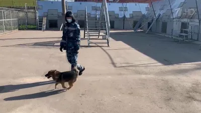 Шамот -Новая Порода Шалайка в дар – купить в Москве, цена 1 руб., продано 5  марта 2021 – Собаки