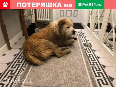 Коттеджный поселок Покровский на Новорижском шоссе, цены и фото