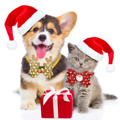 Pet Fashion (Пет Фешн) New Year – Новогодний колпак для собак (красный) -  Купить онлайн, цена и отзывы на E-ZOO