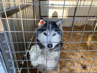 Кинолог назвала породу собак, которой тяжелее всего переносить новогодние  салюты