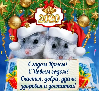 2020 — год Крысы. Приметы Нового года, каким он обещает быть | —  Информационное агентство UralDaily.ru